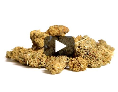 cogollos-de-marihuana-legal