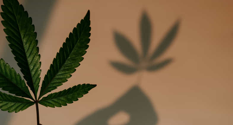 Sombra de una hoja de cannabis