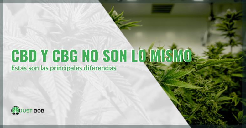 CBD y CBG no son lo mismo: éstas son las principales diferencias | Justbobshop