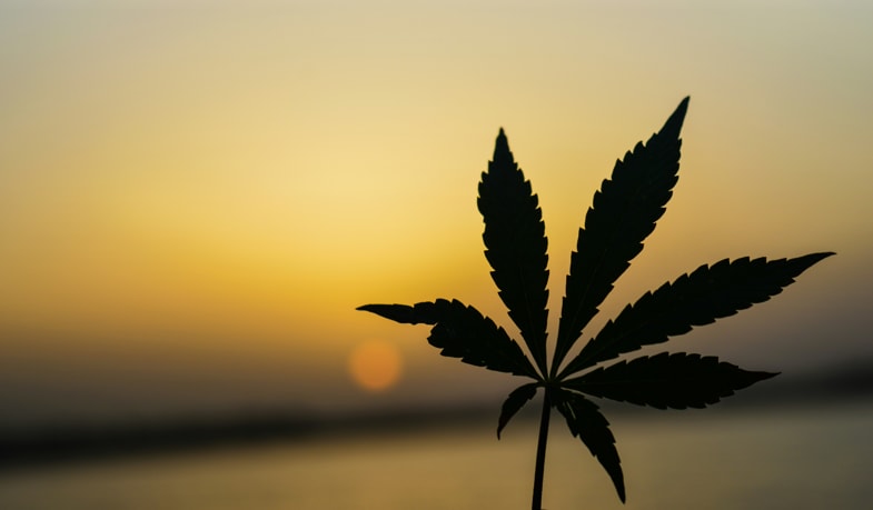 Hoja de marihuana con el sol de fondo | Justbobshop