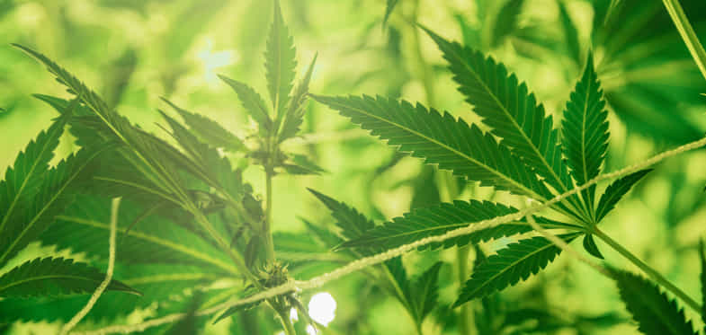 hojas de cannabis con luz | just bob shop