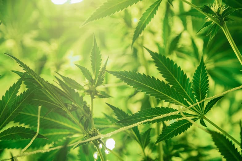 Planta de marihuana iluminada por la luz solar | Justbobshop