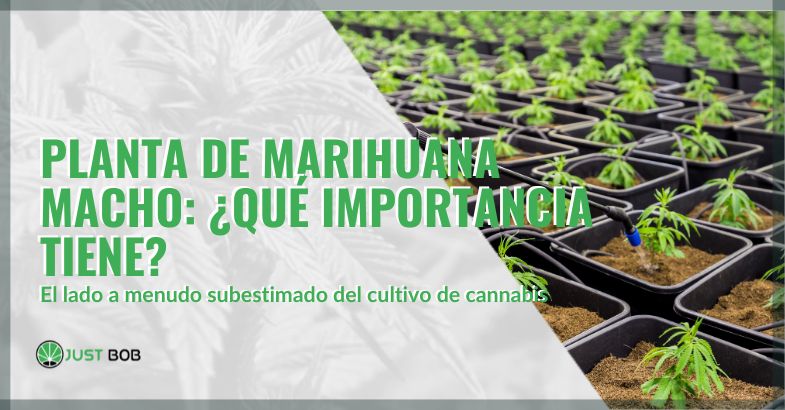 Planta de marihuana macho Planta de marihuana macho ¿qué importancia tiene | just bob shop