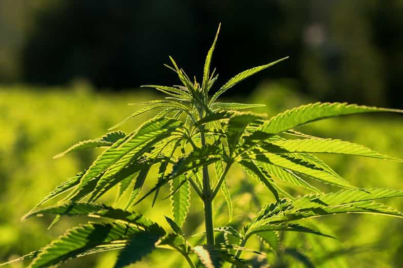 vierde planta de marijuana | jut bob