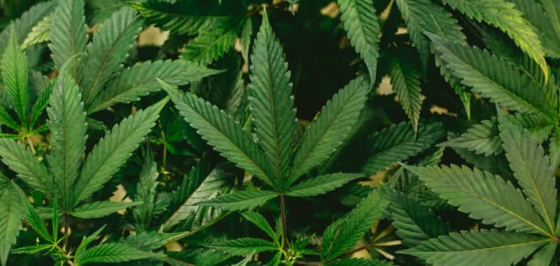 hoja de cannabis