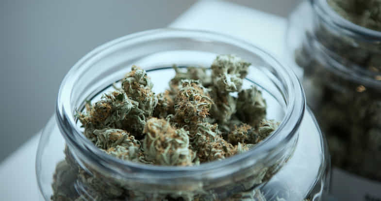 marijuana en un contenedor | justbobshop