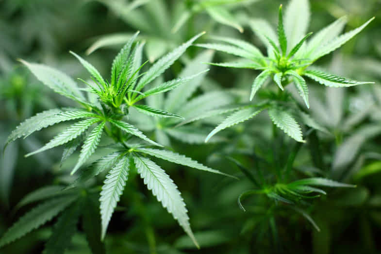 planta de cannabis | just bob shop