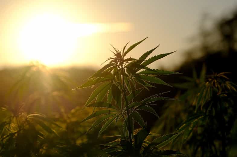 planta de marijuana | just bob shop 