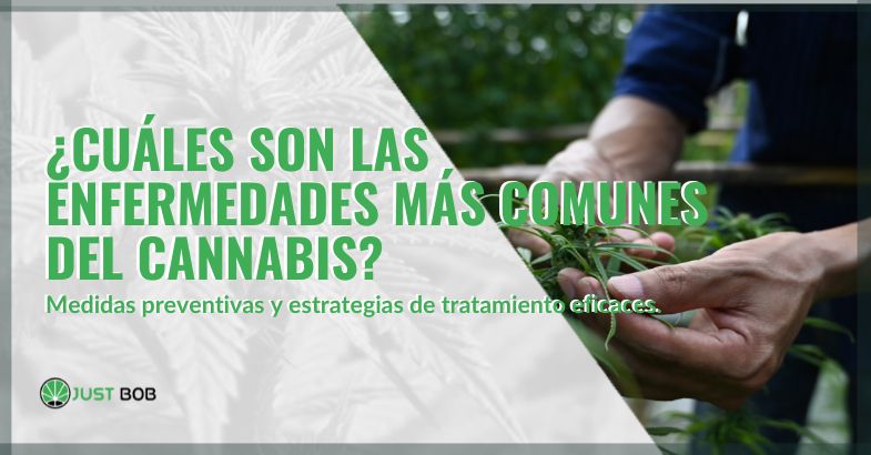 Cuales son las enfermedades mas comune en la cannabis | just bob shop