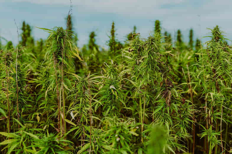 vasto campo de marihuana con plantas altas | Justbobshop