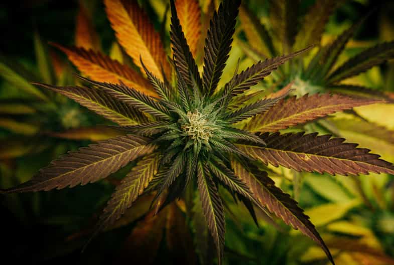 planta de cannabis