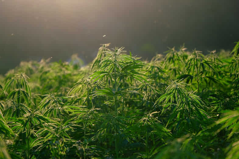 plantas de cannabis exuberantes y verdes | Justbobshop