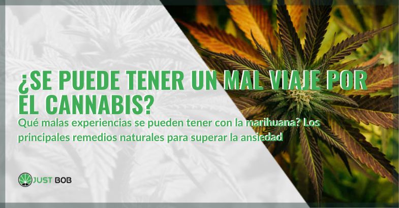 ¿Se puede tener un mal viaje por el cannabis? | Justbobshop