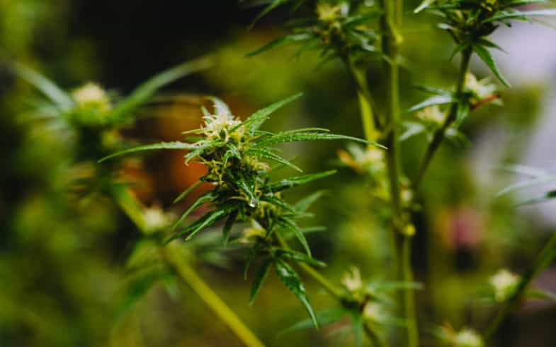 planta de cannabis | just bob shop 