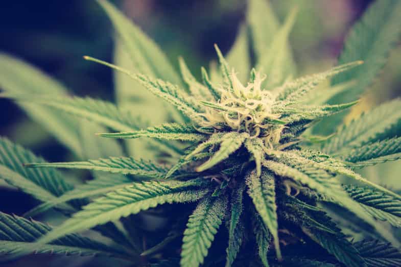 Primer plano de planta de Cannabis sativa con tricomas visibles