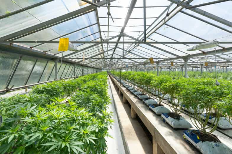 plantas de cannabis