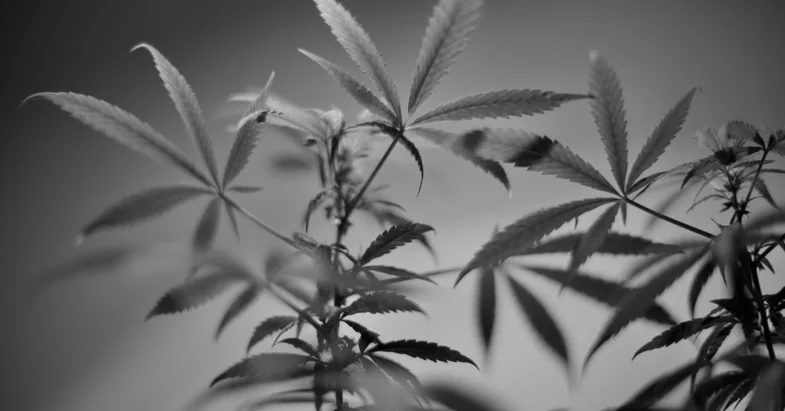 hojas de cannabis en blanco y negro | just bob shop