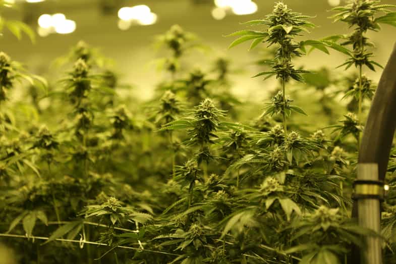 plantas de cannabis