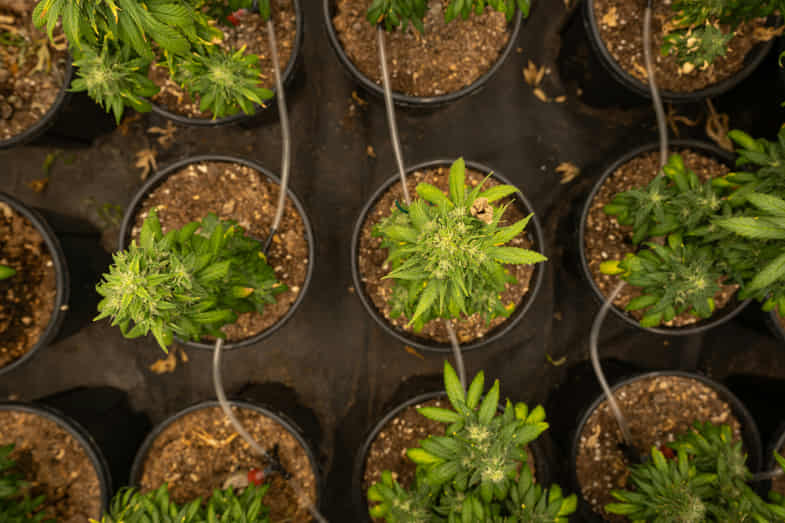 plantones de cannabis en pequeñas macetas en un invernadero de interior
