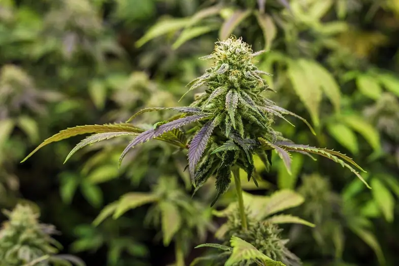 Primer plano de una inflorescencia de cannabis