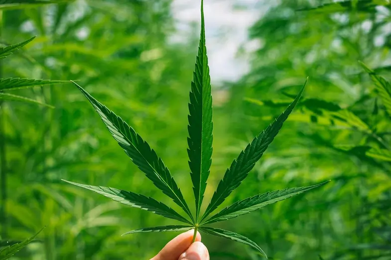 Una mano sostiene una hoja de cannabis