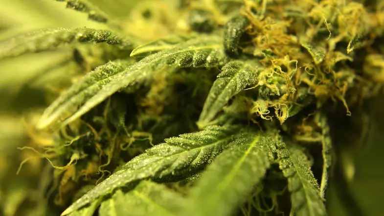 Hojas de cannabis ligeramente amarillentas vistas de cerca | Justbobshop