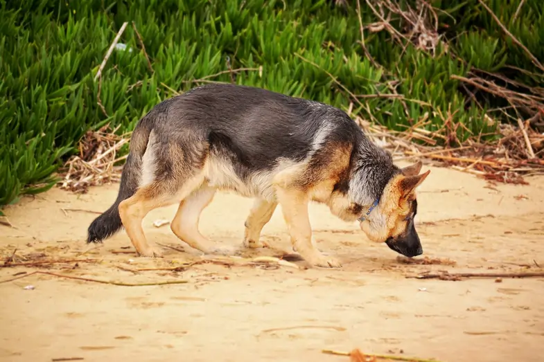 Perro que huele el suelo | Justbobshop