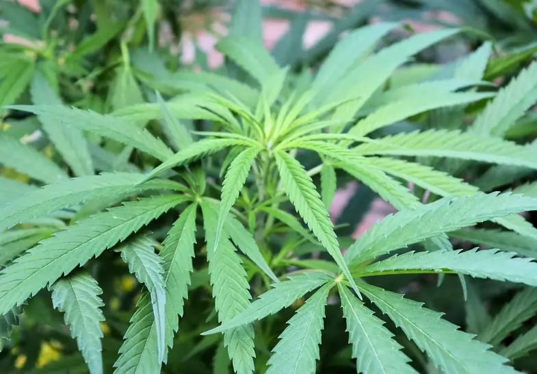 Exuberante planta de marihuana | Justbobshop
