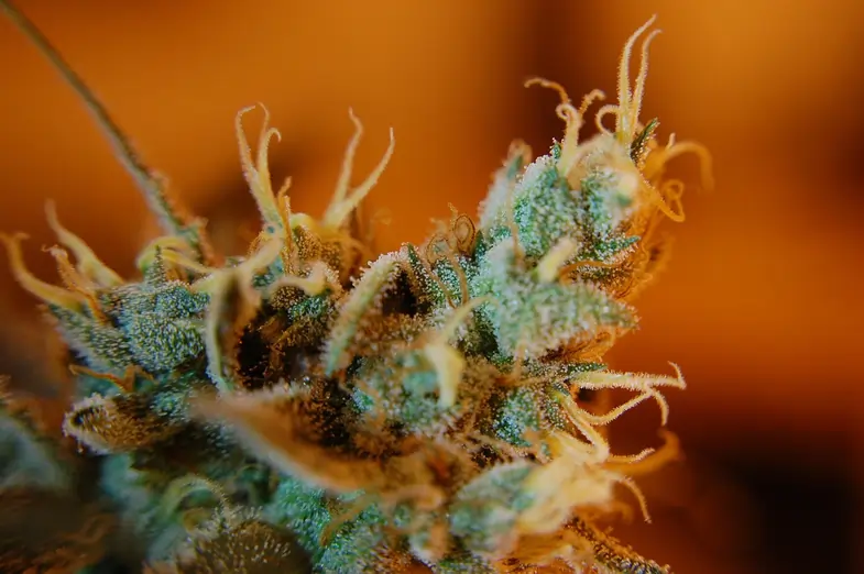 Vista de los tricomas en una planta de cannabis | Justbobshop