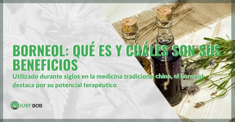 Borneol: qué es y cuáles son sus beneficios como terpeno | Justbobshop