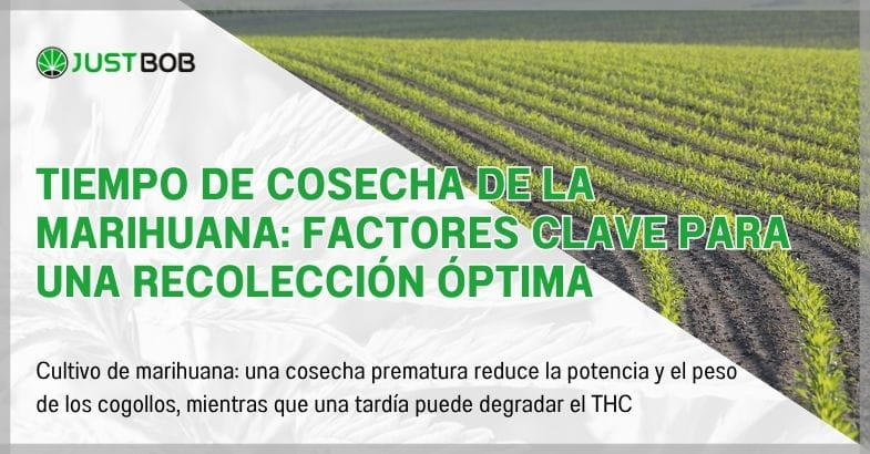 Tiempo de cosecha de la marihuana: factores clave para una recolección óptima