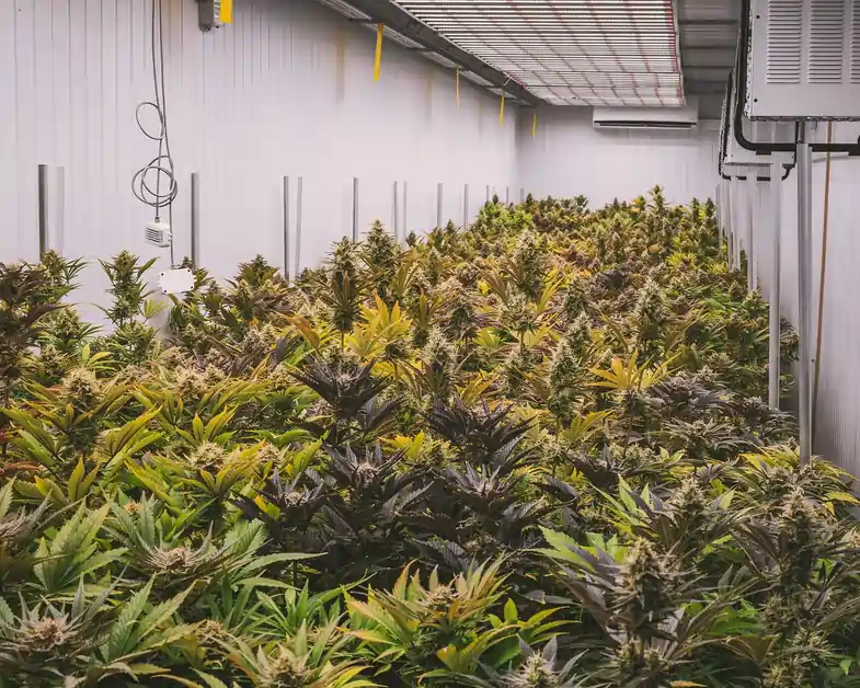 Plantas de cannabis cultivadas en invernadero | Justbobshop