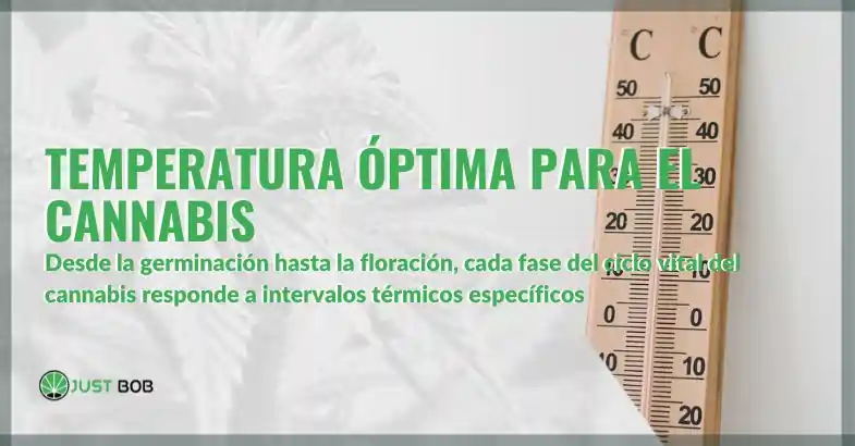 Temperatura óptima para el cannabis: por qué es importante y cómo debe gestionarse | Justbobshop