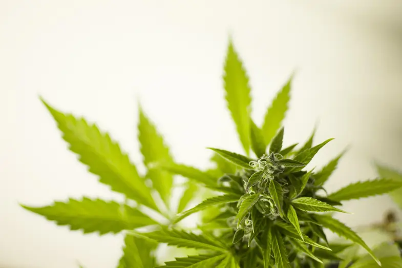tricomas opacos cannabis: imagen de ejemplo | Just Bob Shop