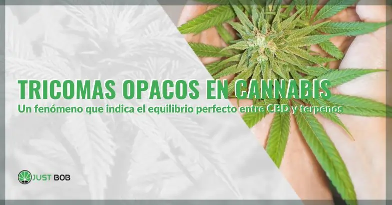 ¿Por qué aparecen los tricomas opacos en las plantas de cannabis? | Just Bob Shop