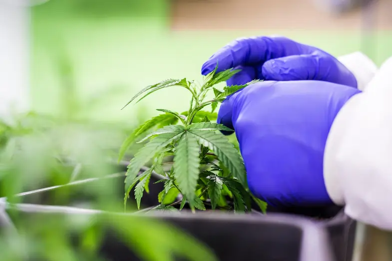 Imagen de ejemplo de cannabis CBD | Just Bob Shop