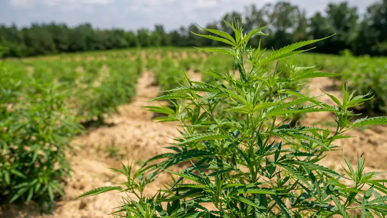 Cuánta producción se puede obtener de una planta de cannabis: imagen de ejemplo | Just Bob Shop