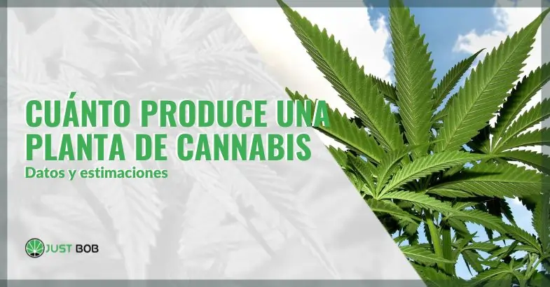 Cuánta producción se puede obtener de una planta de cannabis: datos y estimaciones | Just Bob Shop