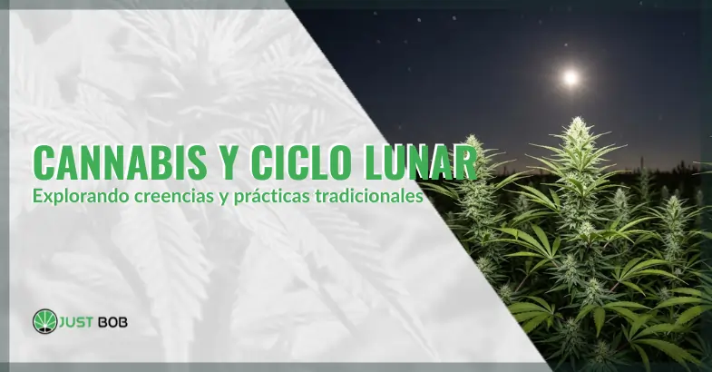 ¿Existe un vínculo entre el cannabis y el ciclo lunar? Explorando creencias y prácticas tradicionales | Just Bob Shop
