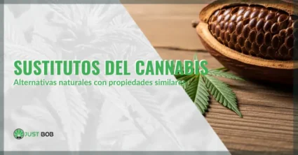 Sustitutos del cannabis: alternativas naturales con propiedades similares | Justbobshop