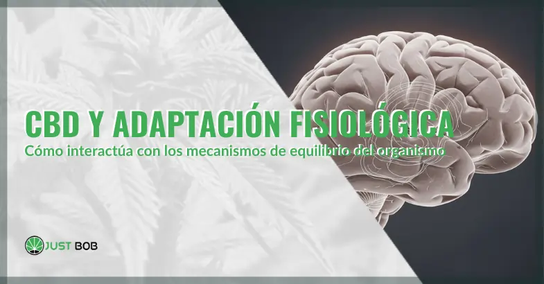 CBD y adaptación fisiológica: cómo interactúa con los mecanismos de equilibrio del organismo | Justbobshop