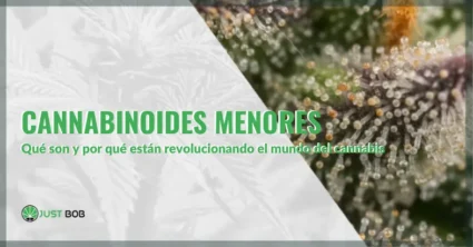 Cannabinoides menores: qué son y por qué están revolucionando el mundo del cannabis | Justbobshop
