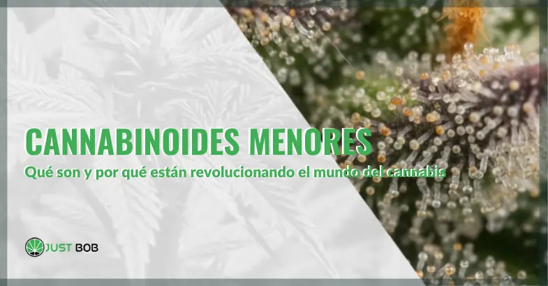 Cannabinoides menores: qué son y por qué están revolucionando el mundo del cannabis | Justbobshop