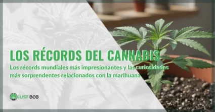 Los récords mundiales más impresionantes relacionados con el cannabis | Justbobshop