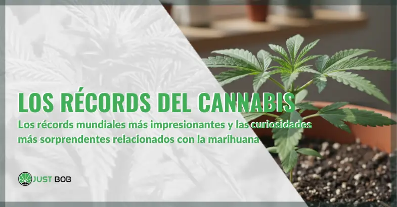 Los récords mundiales más impresionantes relacionados con el cannabis | Justbobshop