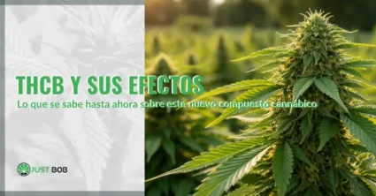 THCB y sus efectos: lo que se sabe hasta ahora sobre este nuevo compuesto cannábico | Justbobshop