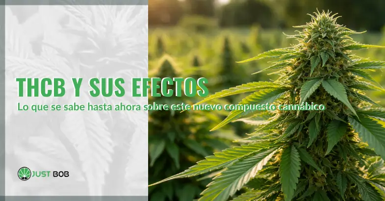 THCB y sus efectos: lo que se sabe hasta ahora sobre este nuevo compuesto cannábico | Justbobshop