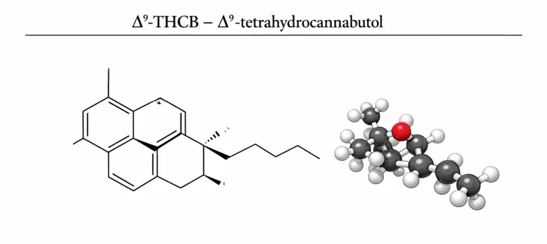 La fórmula química del THCB, una imagen evocativa | Justbobshop