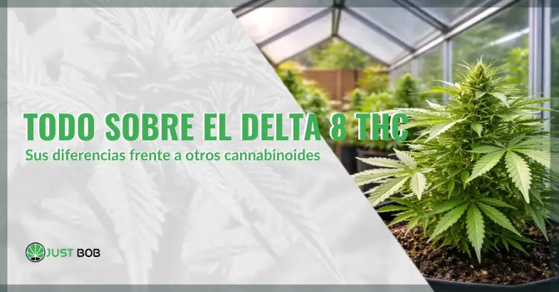 Todo sobre el Delta 8 THC y sus diferencias frente a otros cannabinoides | Justbobshop