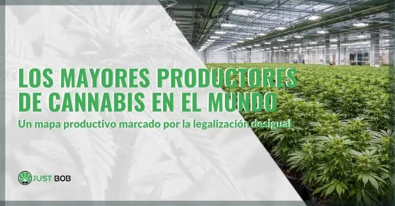 Los mayores productores de cannabis en el mundo y cómo se distribuye el mercado | Justbobshop